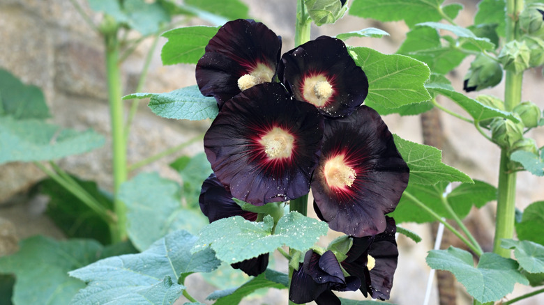 Black hollyhock growing in a gothic garden