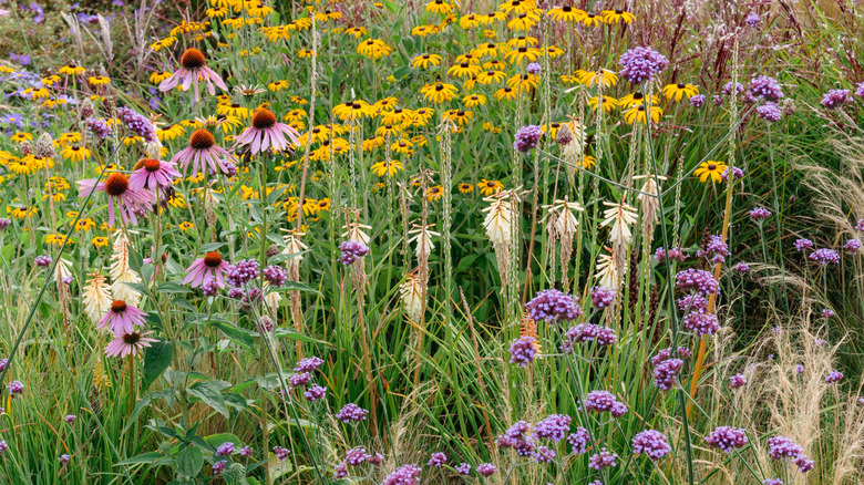 Prarie garden with wild grasses and flowers