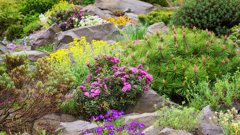 Rock garden on a slope with flowers