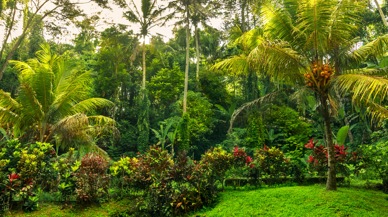 Jungle garden with palm trees