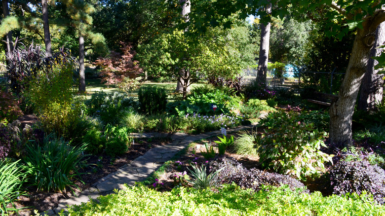 Woodland shade garden with a path through it
