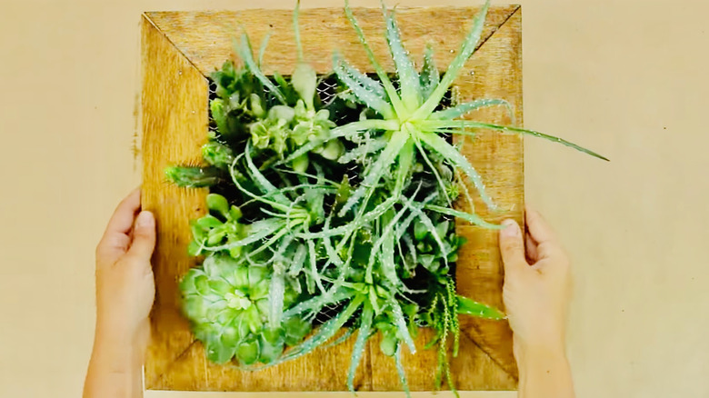 A DIY framed, mini-living wall made from wood scraps is shown