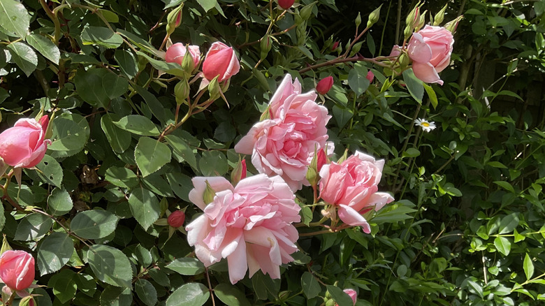 rambling albertine roses growing upwards out of a hedge