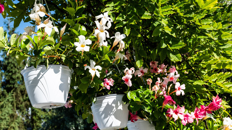 Chilean jasmine and white flower pots hanging from pergola