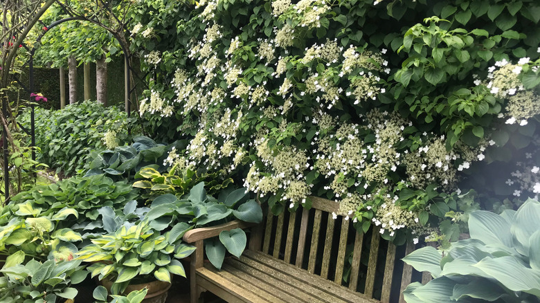 A climbing hydrangea plant growing over a rustic outdoor bench