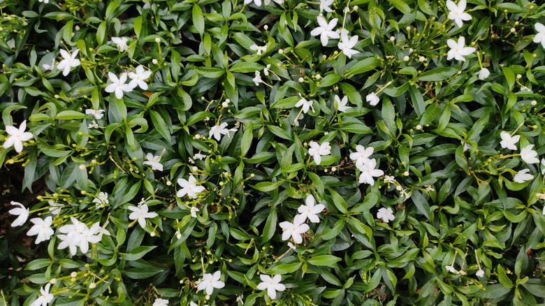a wall of common jasmine with a few blooming flowers