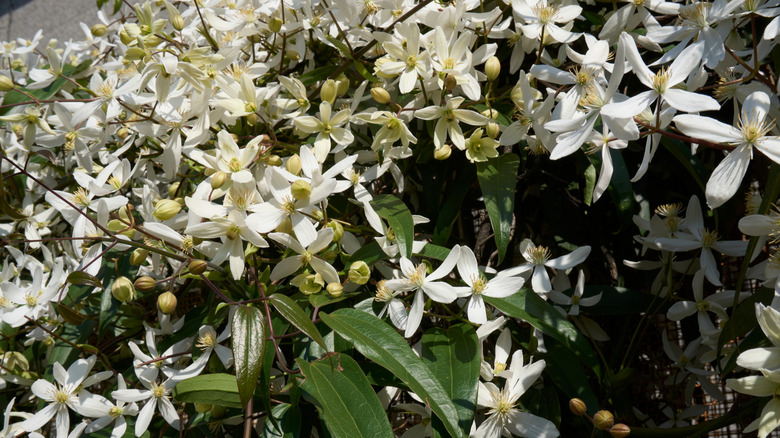 clematis armandii growing on a porch overhang