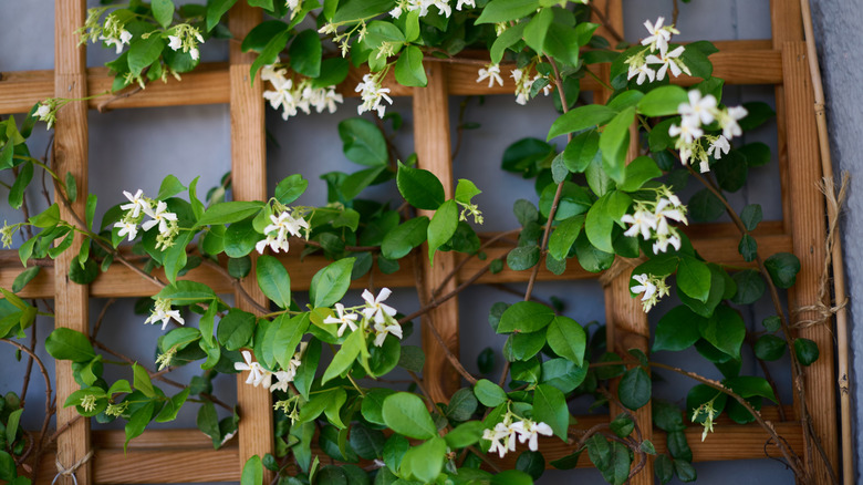 flowering jasmine growing on a wooden trellis