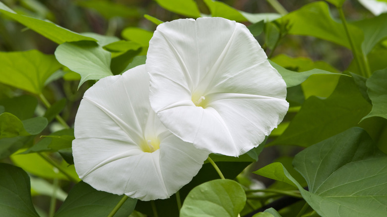 A closeup of two flowering moonflowers among their leaves
