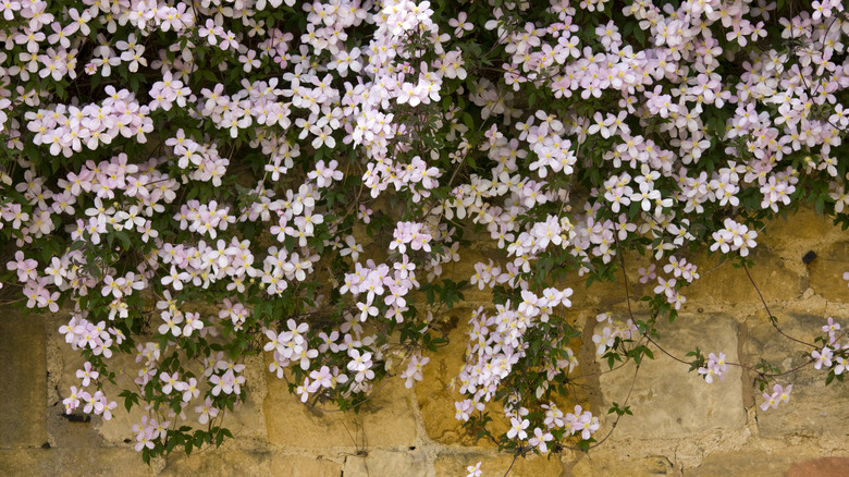 pink mountain clematis growing over and on a brick wall