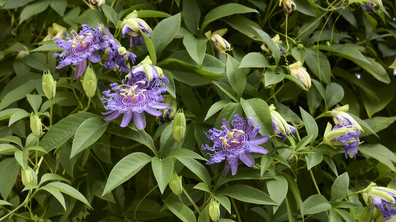 Several purple passionflowers growing amongst their foliage