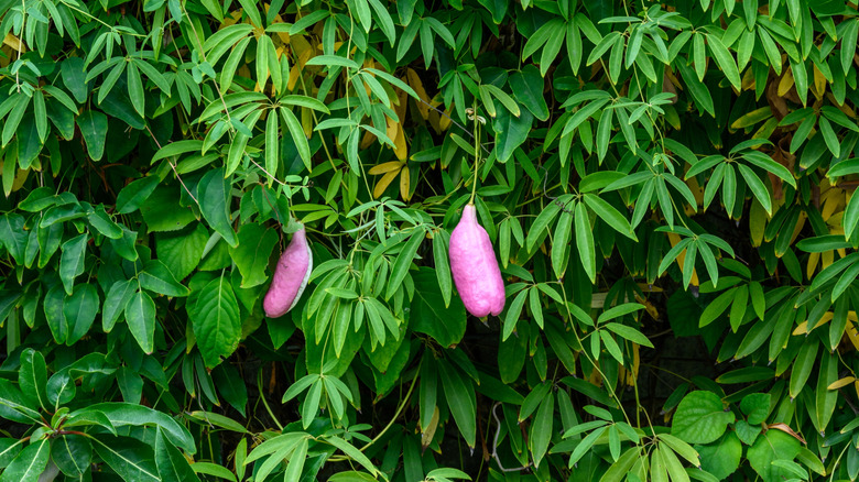 two purple sausage vine fruits in front of a wall of foilage