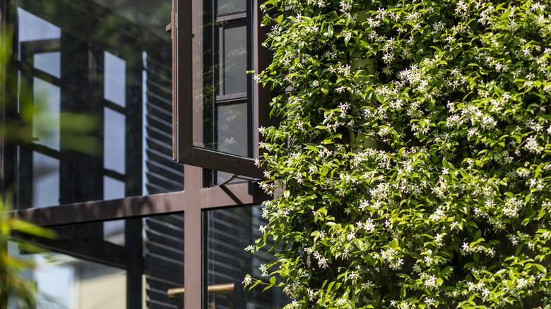 a wall of star jasmine growing outside of a loft window
