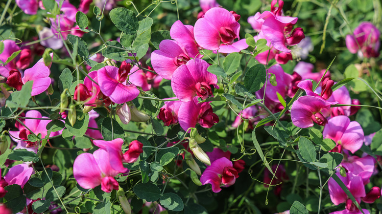 a closeup shot of viney sweet pea flowers