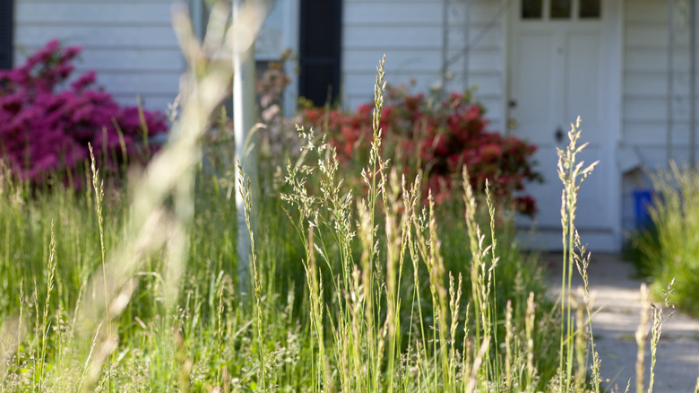 Unmowed lawn in front of a foreclosed Cape Cod style house