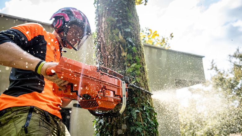 Man cutting down tree with chainsaw