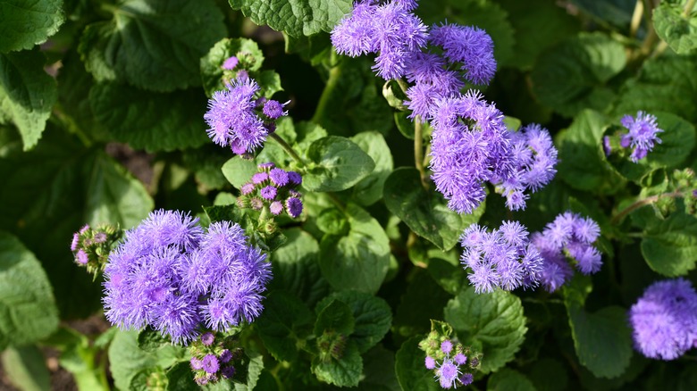 mist flower