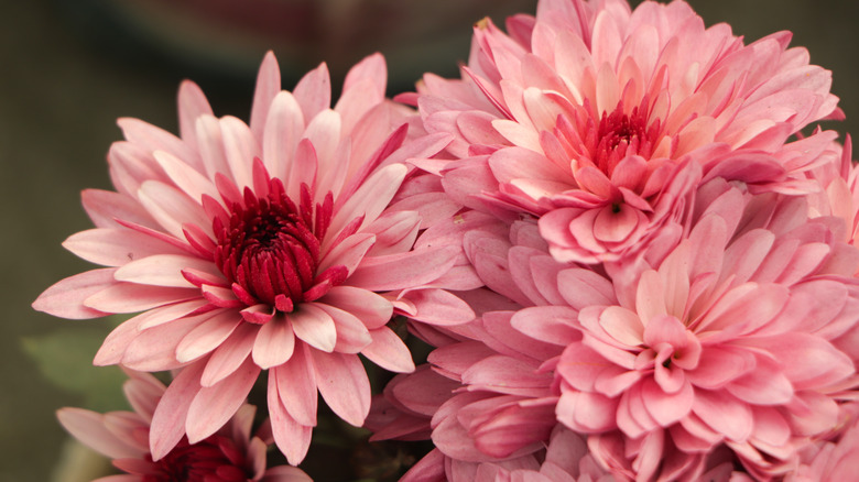 pink mums