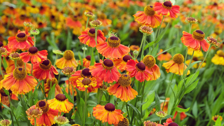 orange helenium