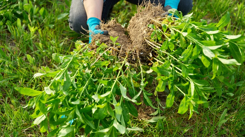 person dividing phlox plants