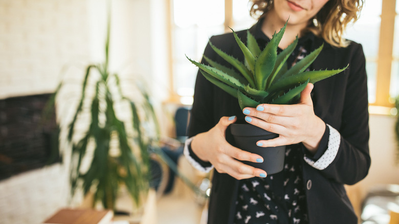 Person holding potted aloe plant