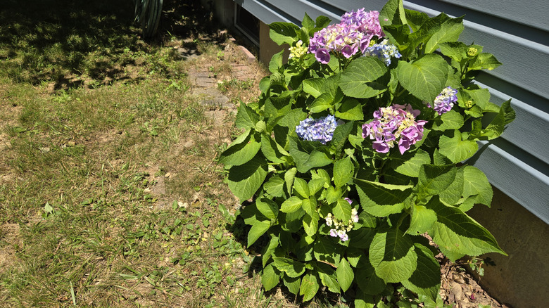 small hydrangea bush growing against home
