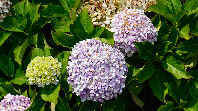 closeup on hydrangea