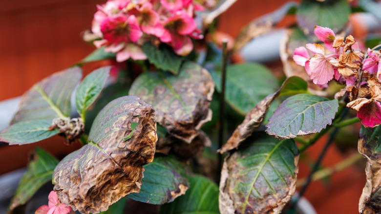 heat damaged hydrangea bush