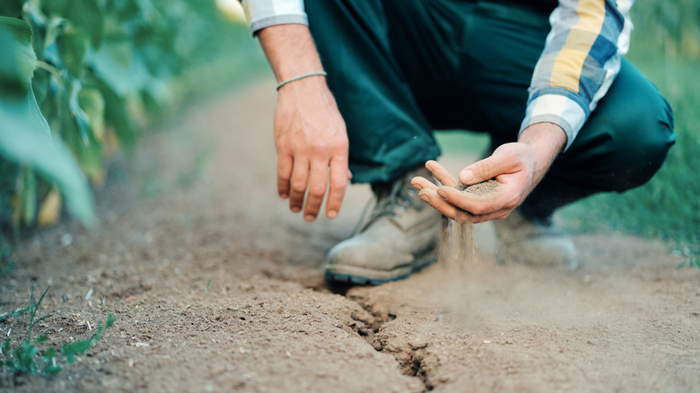 person holding dry soil