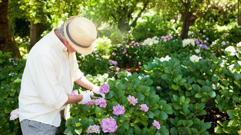person caring for hydrangea bush in dappled sunlight