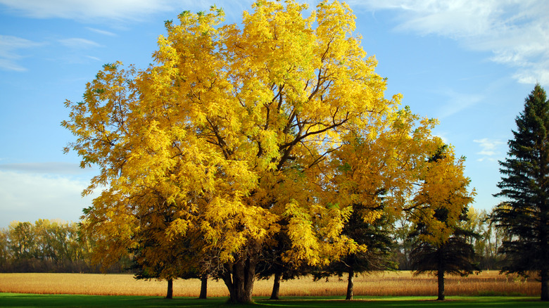 black walnut tree with fall foilage