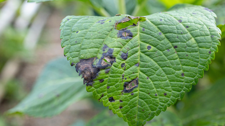hydrangea leaf with brown spots from fungal damage caused by sitting water
