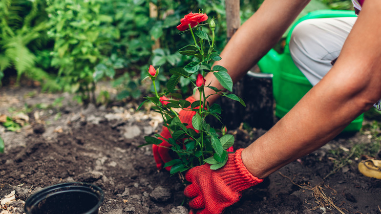 person planting roses in garden