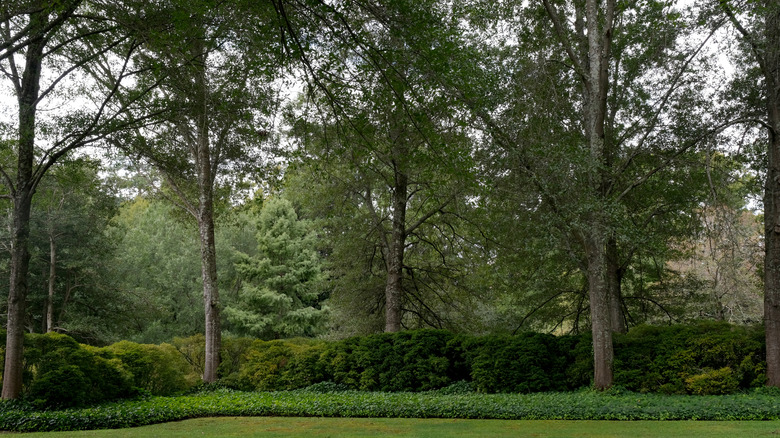 backyard with multiple trees