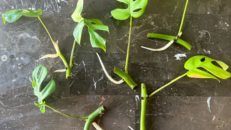 Mini monstera Rhaphidophora tetrasperma rooted cuttings for propagating