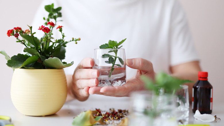 Person holding a glass of water with a plant cutting.