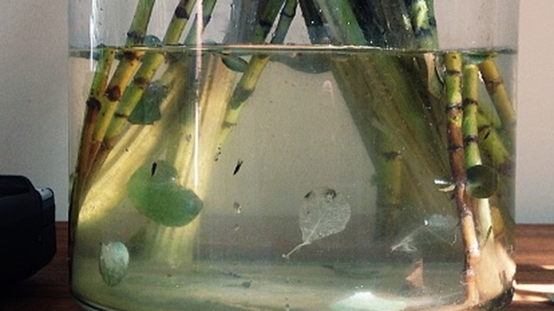 Jar with cloudy water and plant cuttings