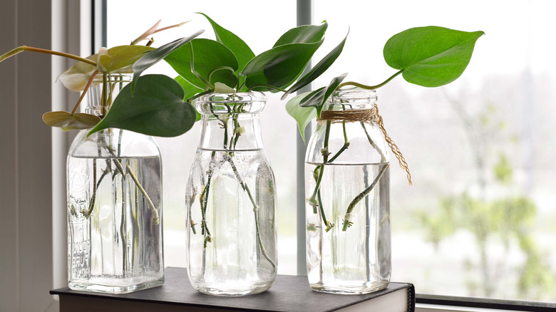 Three glass jars with philodendron plant cuttings being propagated in water on a windowsill