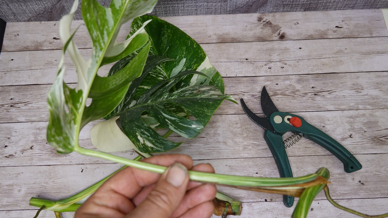 variegated monstera deliciosa cuttings ready for propagation