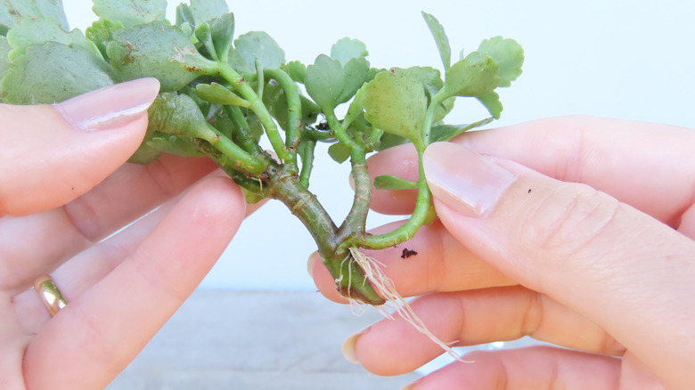 Person holding a stem cutting of calandiva with roots.