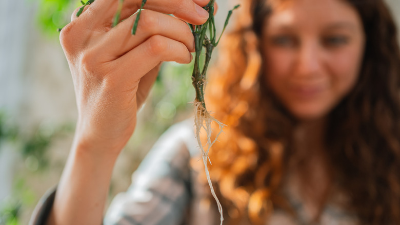 Woman's hand holding a plant cutting with visible roots