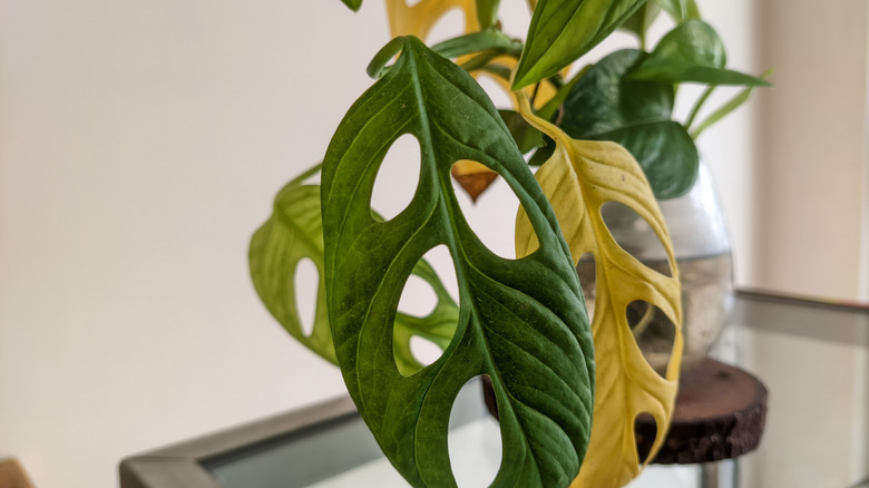 Monstera adansonii cutting with yellowing leaves