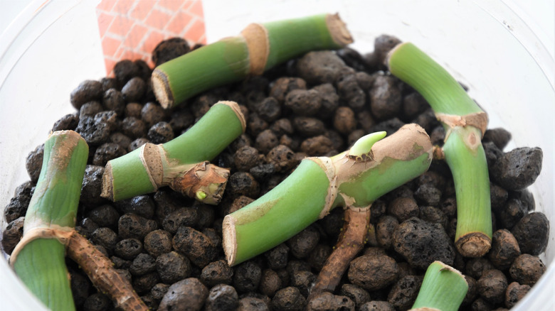 Propagation of monstera deliciosa from stem cuttings