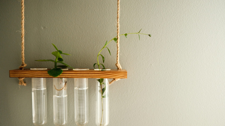 Plant propagating in glass tubes