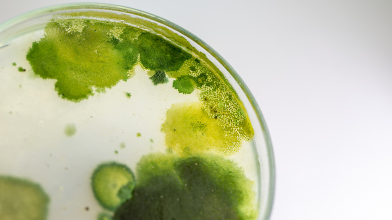 algae growing in dish