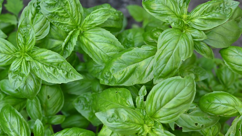 Basil plants up close