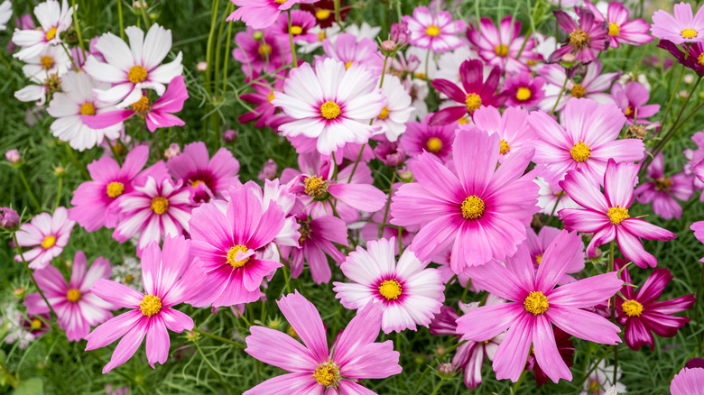 Pink and white cosmos