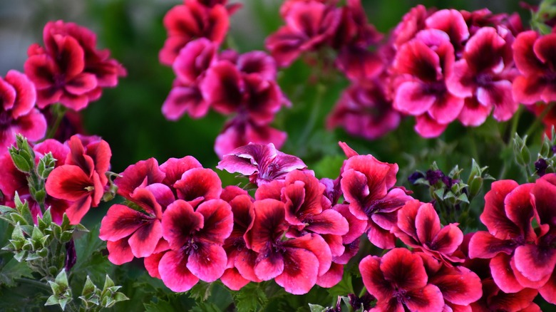 Red and purple geraniums