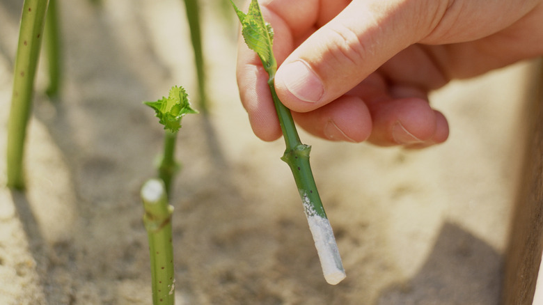 Small cuttings of a plant with rooting hormone for propagation.