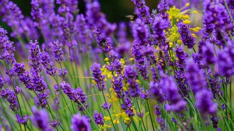 Bright purple lavender plants